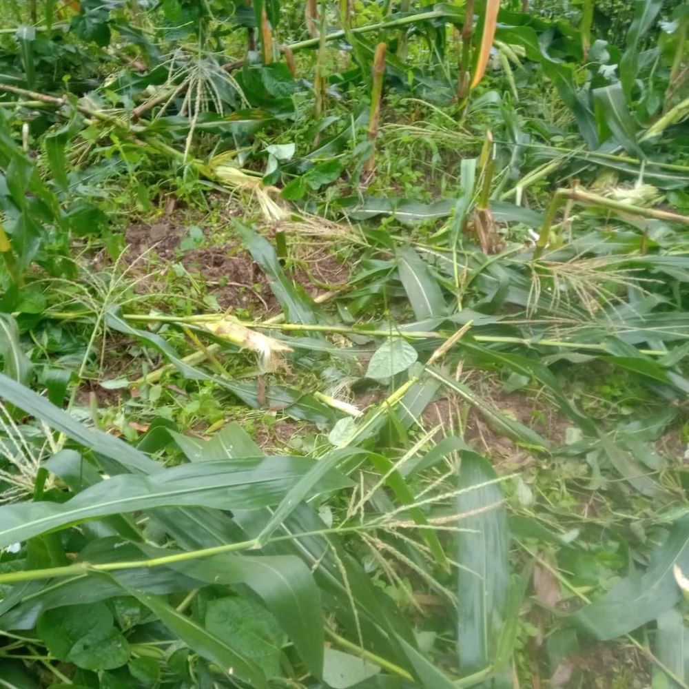 बँदेल र बाँदरबाट बाली जोगाउन किसानलाई मुस्किल       